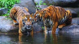 This country has the largest population of Sumatran tigers, where a wild journey awaits!