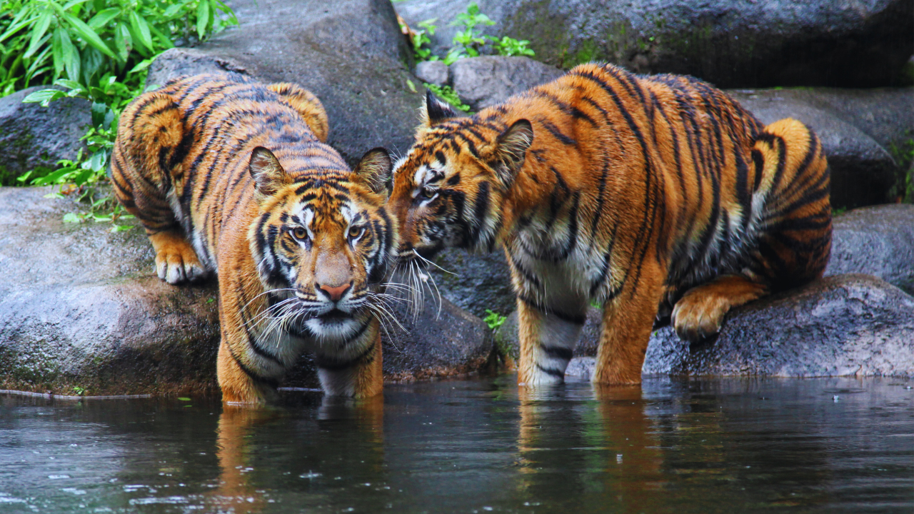 sumatran